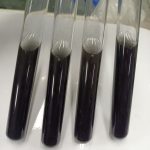 Desulfovibrio desulfuricans subsp.desulfuricans（脱硫脱硫弧菌脱硫亚种）